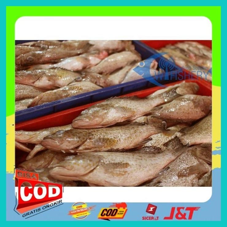 

IKAN KERAPU UTUH BERSIH - GROUPER WGGS ALISUP