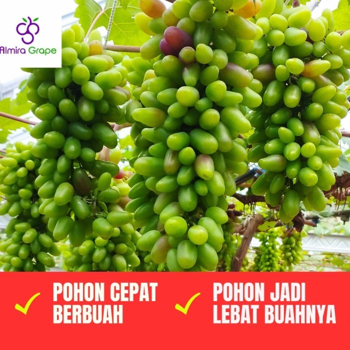 TERBATAS Pupuk melebatkan Anggur, Pupuk Generatif Khusus Anggur