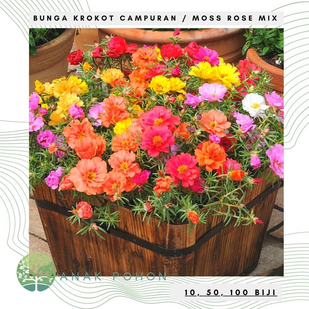 Benih Bibit Biji - Bunga Krokot Moss Rose Mix (Portulaca grandiflora) Krokot Mawar Single & Double F