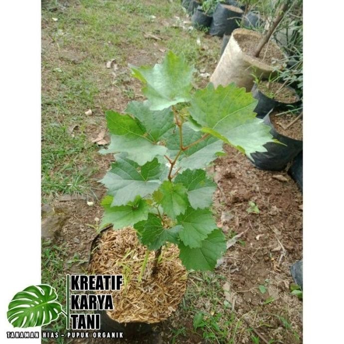 Bibit pohon anggur siap tanam - Pohon buah anggur TOS