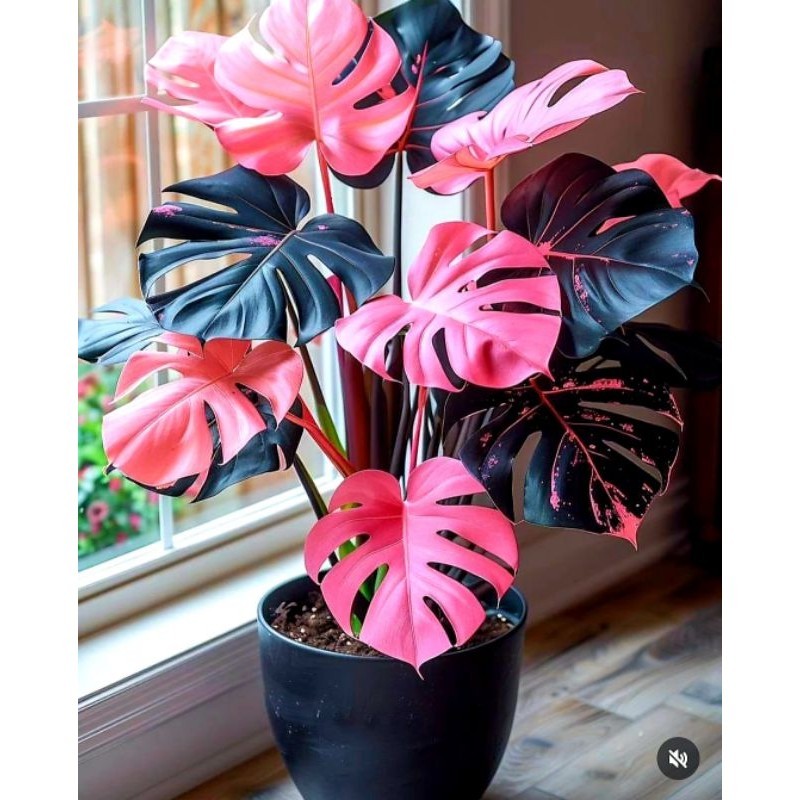 Tanaman Hias Monstera Pink Marble Variegata Bunga Hias Monstera Anakan Murah