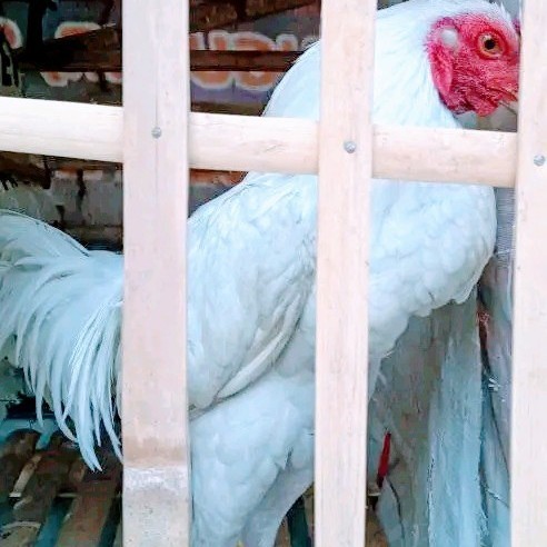 Ayam Jago Kampung Putih/Usia 6 Bulan