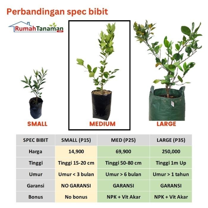 100% NEW BIBIT JERUK DEKOPON ASLI BERGARANSI, BIBIT JERUK DEKOPON VALID TOP PRODUK