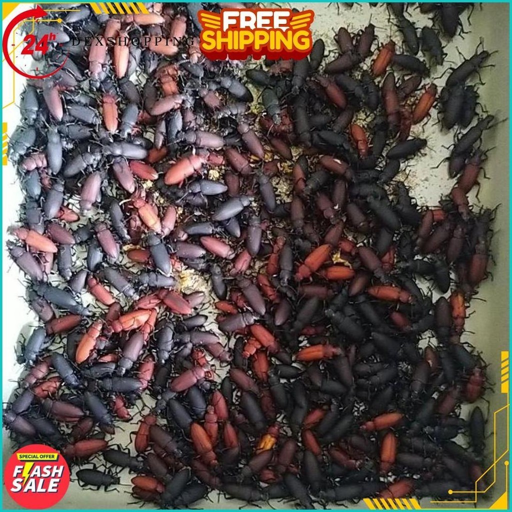 

Paket Hemat Rp 74.500 Dapat Kumbang Jerman/Kepik Jerman 100+20 Pcs Siap Kirim