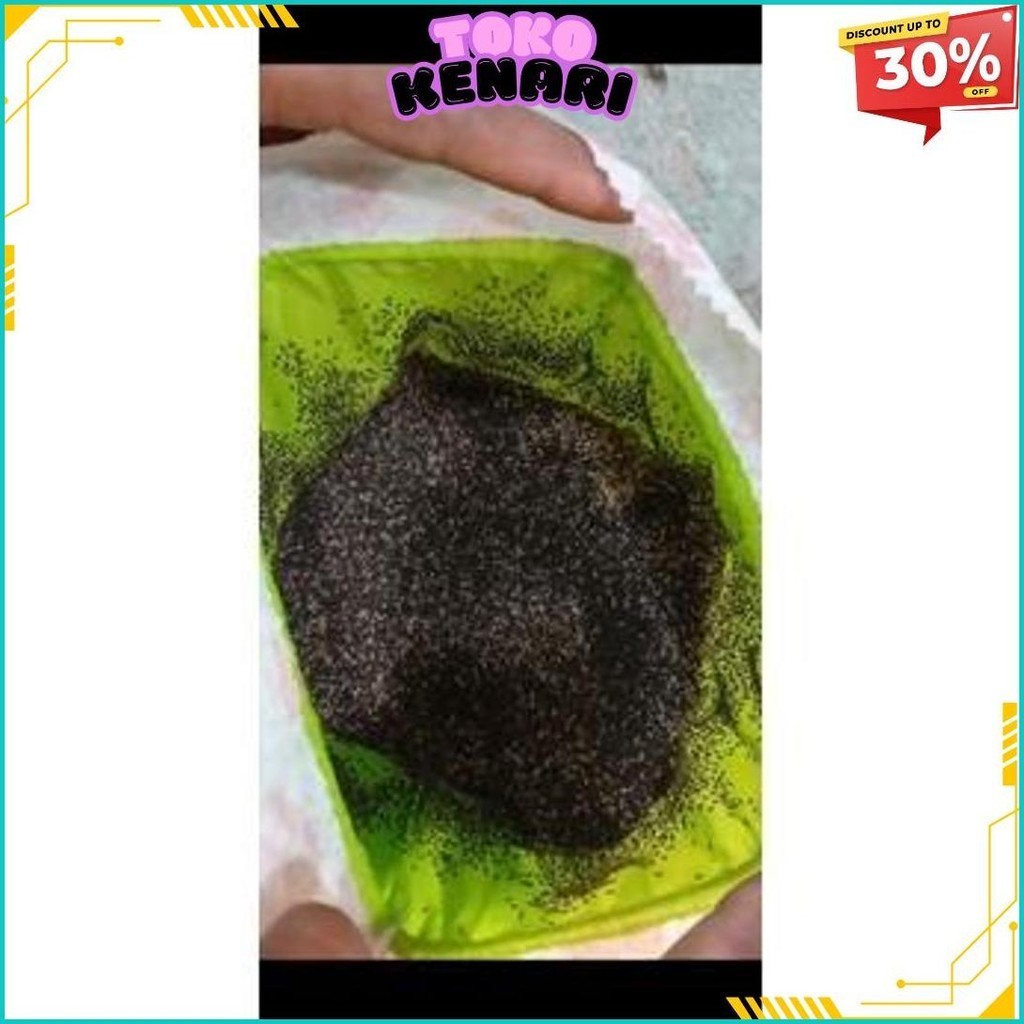 

Telur Jangkrik Alam 250G Termurah Banget