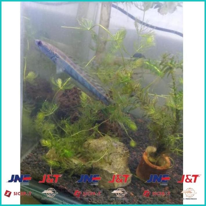 

BISMILLAH BIG SALE CHANNA CHANA MARU YELLOW SENTARUM YS GEN RED EYE / IKAN GABUS HIAS SIZE 11-13 CM ALISUP