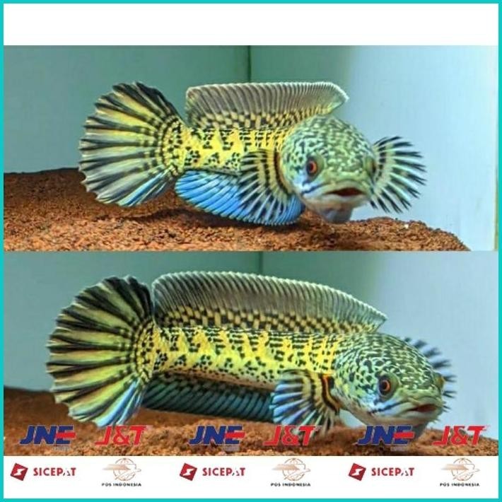 

BISMILLAH PAKET 4 CHANNA AURANTI GREAD A 4-5 CM ALISUP