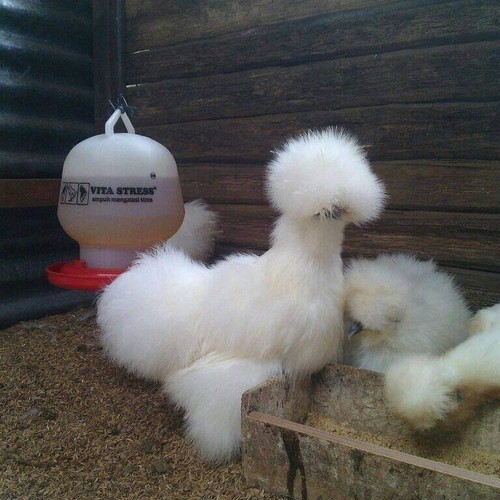 Ready ayam american silkie Original