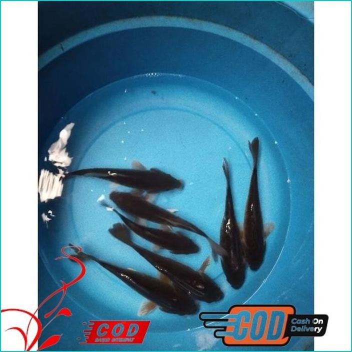 BISMILLAH KOI CHAGOI - IKAN KOI CHAGOI - IKAN KOI BLITAR - CHAGOI - IKAN KOI ALISUP