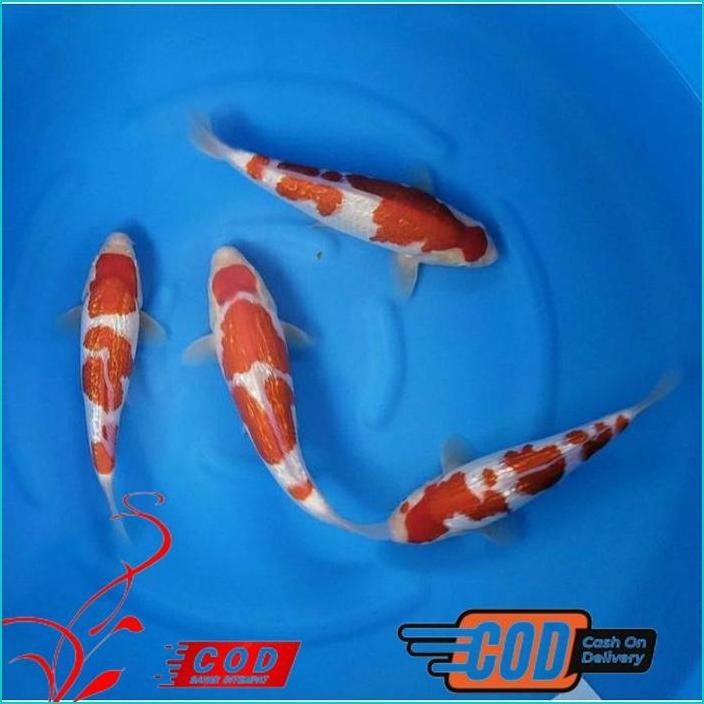 

BISMILLAH KOI KOHAKU GRADE A UKURAN 20-25CM ALISUP