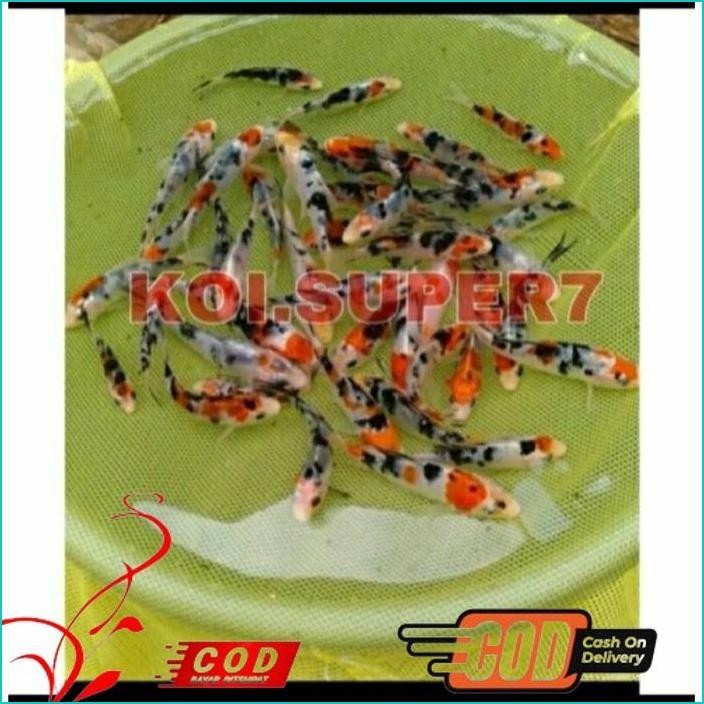 

BISMILLAH PAKET 5 EKOR BIBIT KOI SHOWA GRADE A UKURAN 10-13CM ALISUP