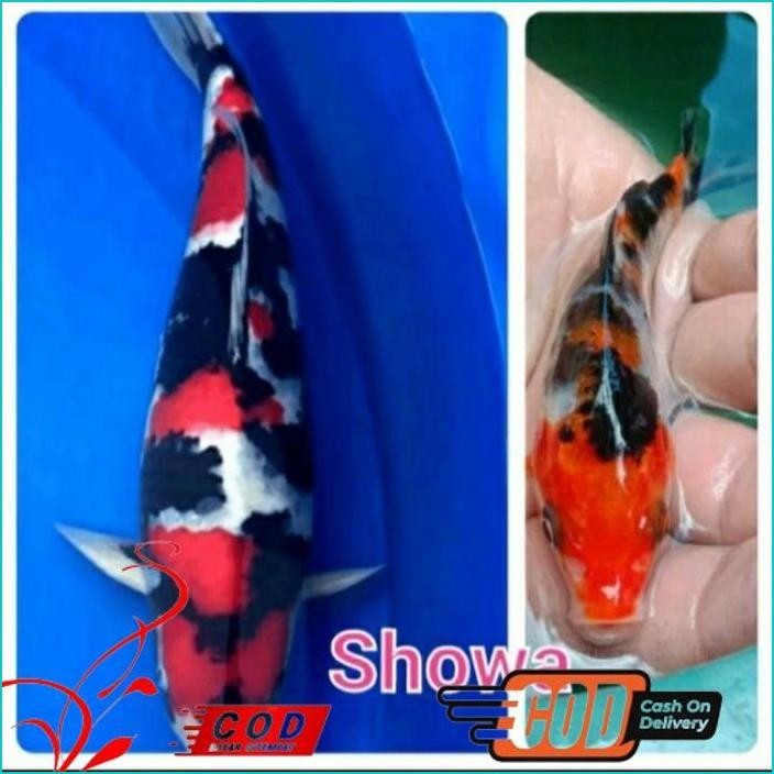 

BISMILLAH PAKET 5 EKOR BIBIT KOI SHOWA GRADE A UKURAN 10-13CM ALISUP