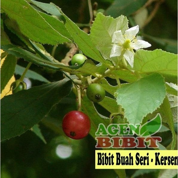 Ready fresh Bibit Pohon Buah Ceri Seri Kersen Talok Keres Kersem - Karsen