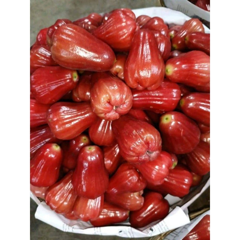 

jambu/citra/jambu air/fresh99