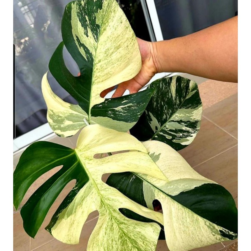 Tanaman Hias Monstera King Albo Variegata Bunga Hias Monstera Anakan Murah
