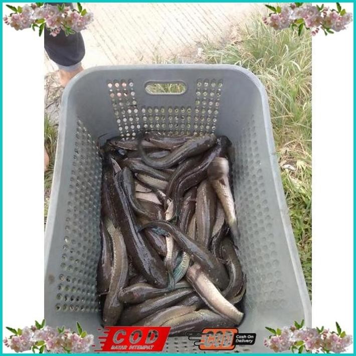 

BISMILLAH IKAN GABUS SEDANG ALISUP