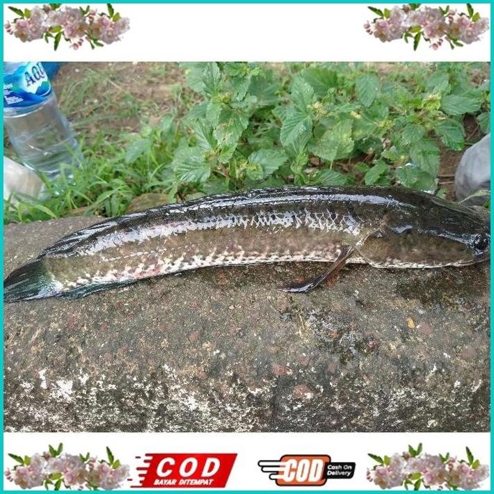 

BISMILLAH IKAN GABUS SEDANG ALISUP