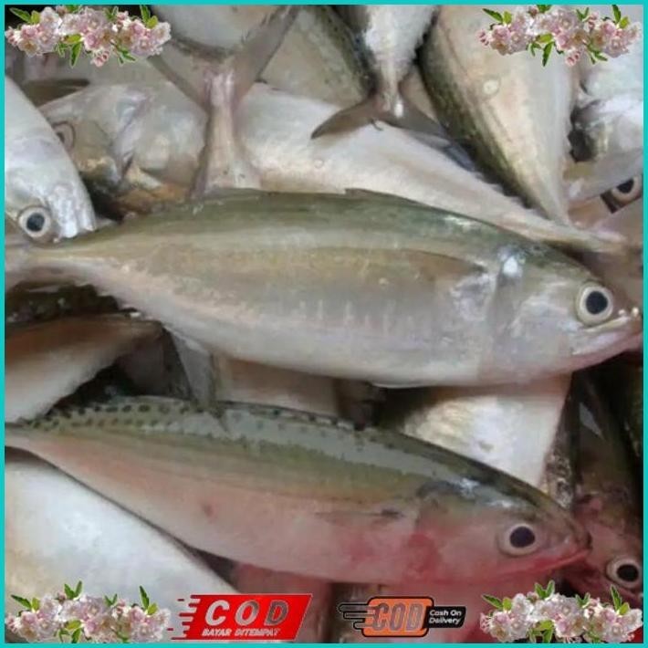 

BISMILLAH IKAN KEMBUNG SEGAR KILOAN ALISUP