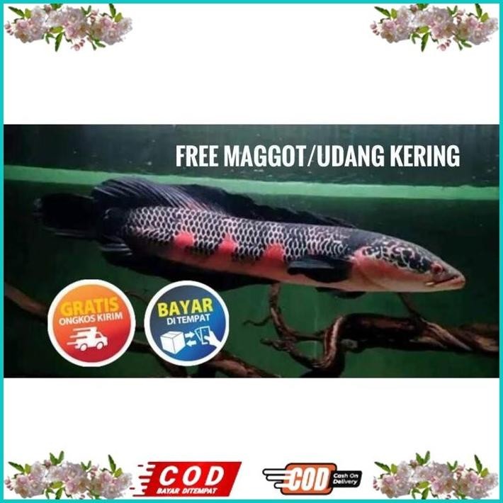 

BISMILLAH (SEAFOOD) RED SAMPIT SP LEMPUYANG GRADE A+++ ALISUP