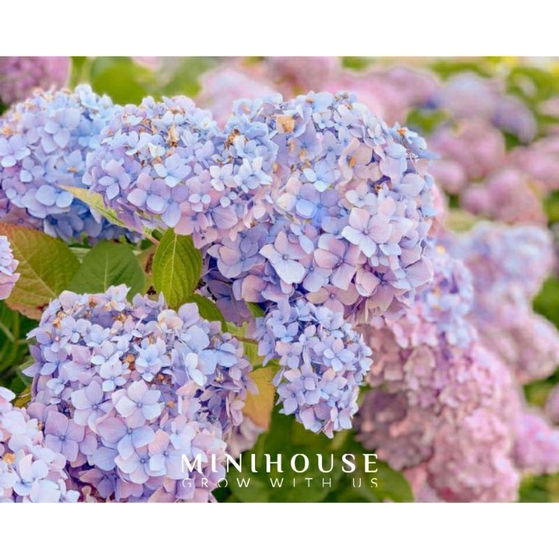 BENIH BUNGA HYDRAGEA IMPORT