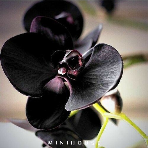 BENIH BIBIT BIJI ANGGREK / BUNGA ANGGREK IMPORT