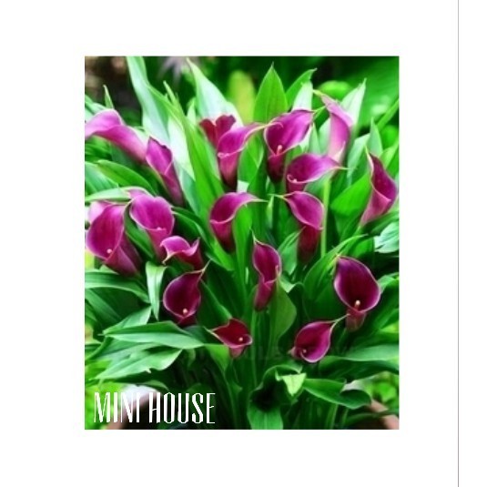 BIBIT BIJI BENIH LILY CALLA IMPORT