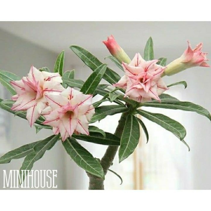 BIBIT BIJI BENIH KAMBOJA ADENIUM BATIK PUTIH MERAH