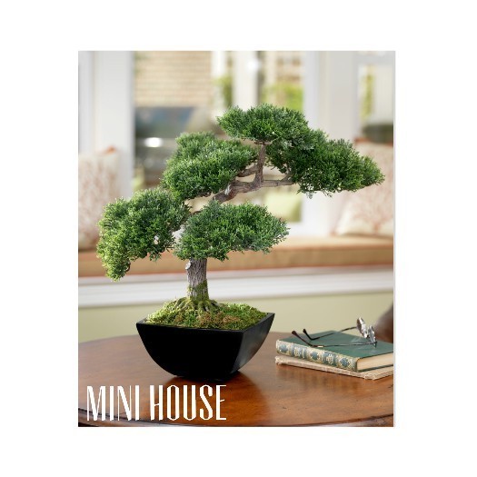 BIJI BIBIT BENIH BONSAI PINUS THUNBERGII