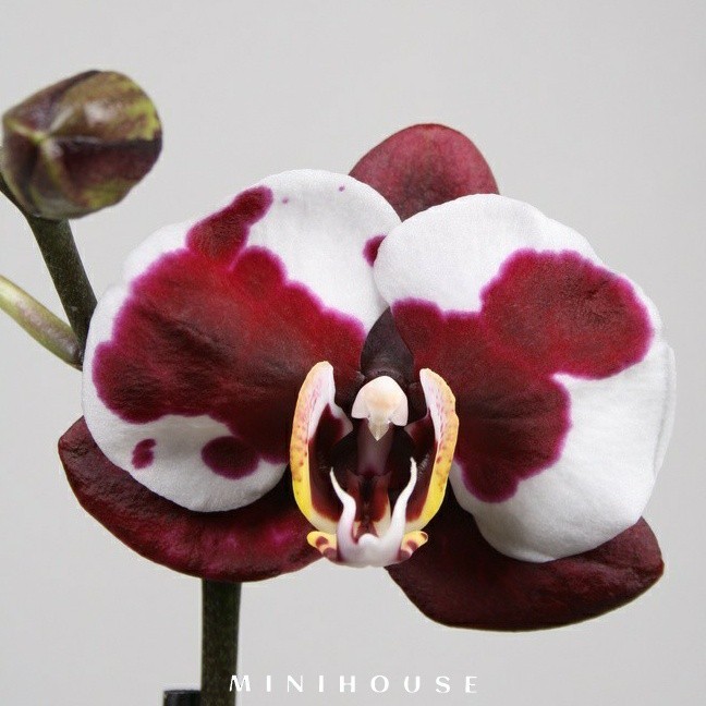 BENIH BIBIT BIJI ANGGREK / BUNGA ANGGREK IMPORT