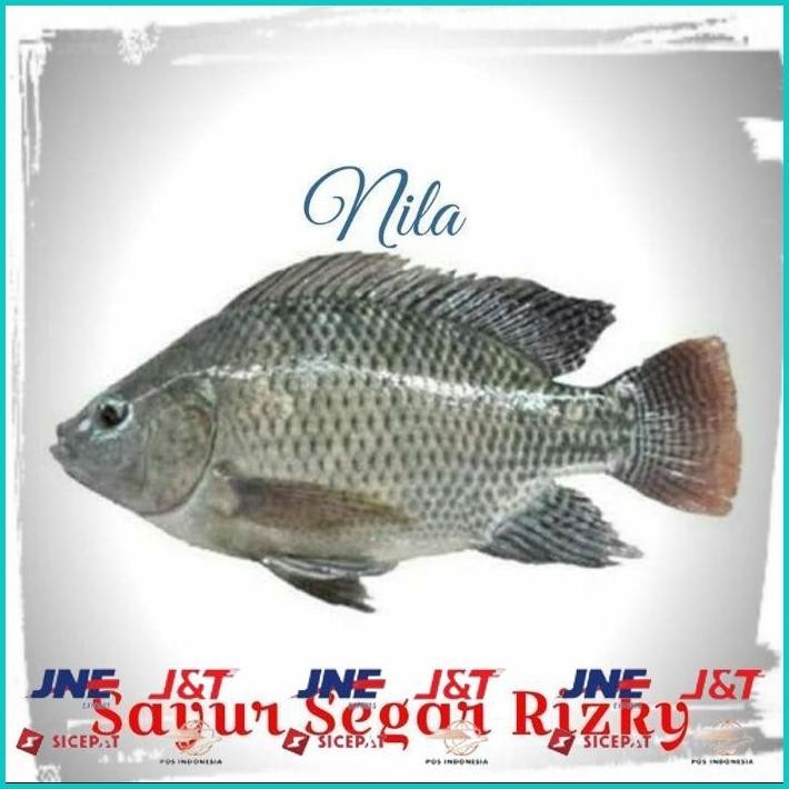 

BISMILLAH IKAN NILA 1KG ALISUP