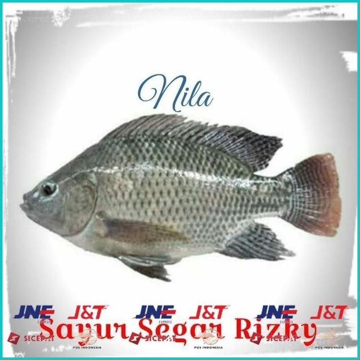 

BISMILLAH IKAN NILA 1KG ALISUP