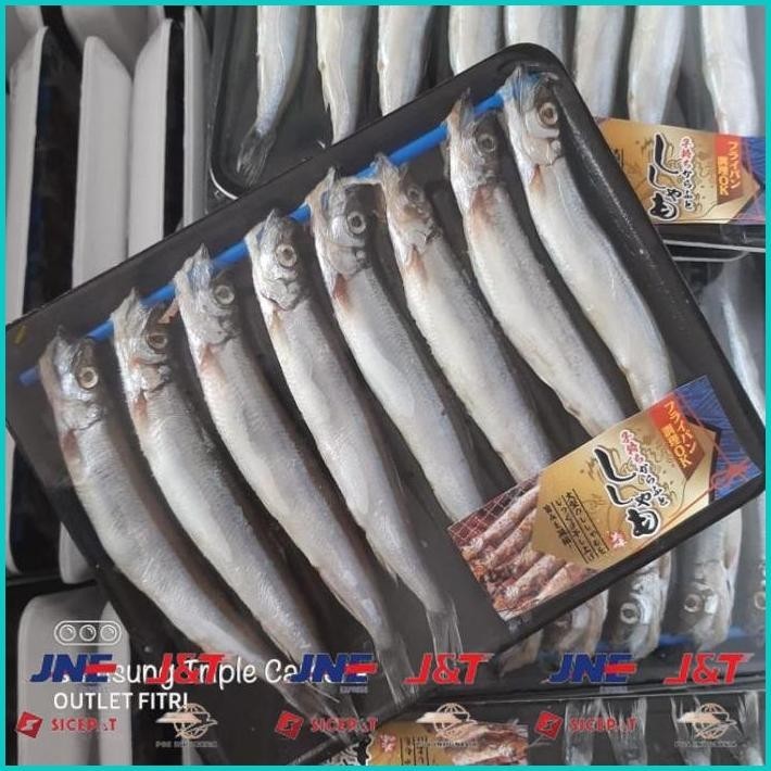 

BISMILLAH IKAN SHISAMO FULL TELUR (FEMALE) - IKAN CIPUNG - IKAN CAPELIN ALISUP