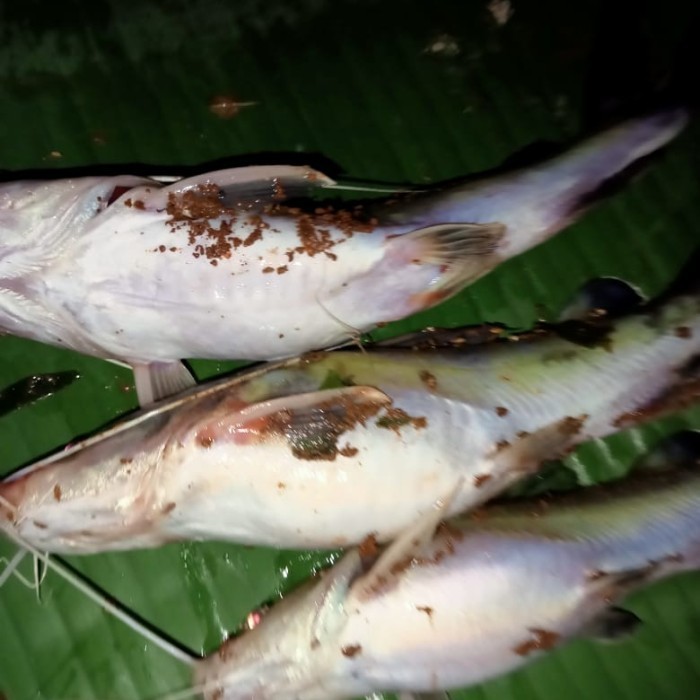 Kucur Umpan Pancing Ikan Baung/Kucur Premium/Kucur 1 Kg/Kucur Gacor