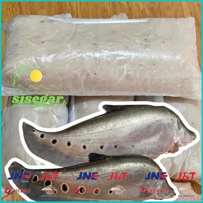 

BISMILLAH IKAN BELIDA SUNGAI GILING / IWAK BELIDO / IWAK KUTAK ALISUP