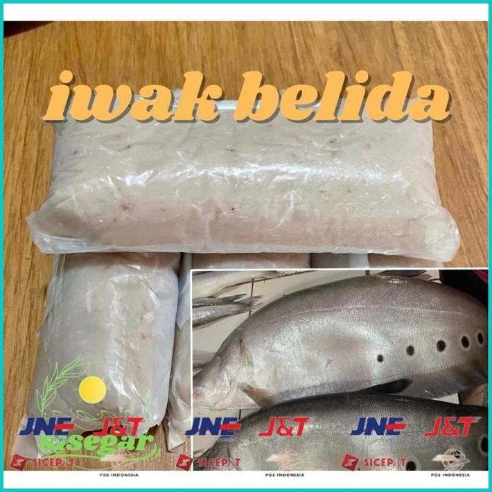 

BISMILLAH IKAN BELIDA SUNGAI GILING / IWAK BELIDO / IWAK KUTAK ALISUP