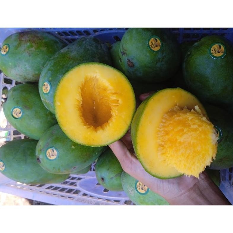 

Aw89 mangga gadung/mangga klonal/mangga alpukat/manggagadungjumho Hemat