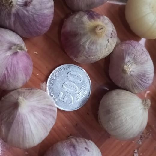 

Bawang Putih Tunggal Sortir Besar 1 Kg Fresh(Masih Bagus)