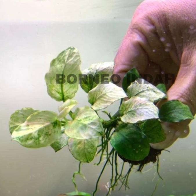 Anubias Pinto Dennerle Koleksi Penghobi / Ukuran Remaja Calon Mp