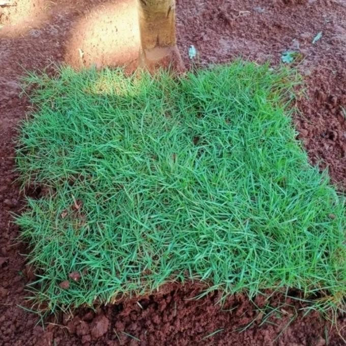 Paket Rumput Jepang Untuk 1 Makam