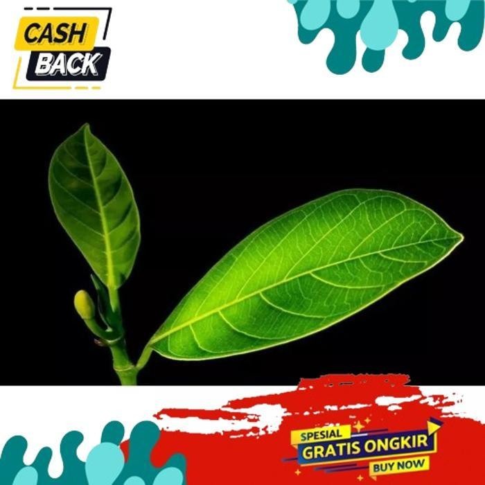 

TREND 30 LEMBAR DAUN NANGKA OBAT ALAMI DIABETES.