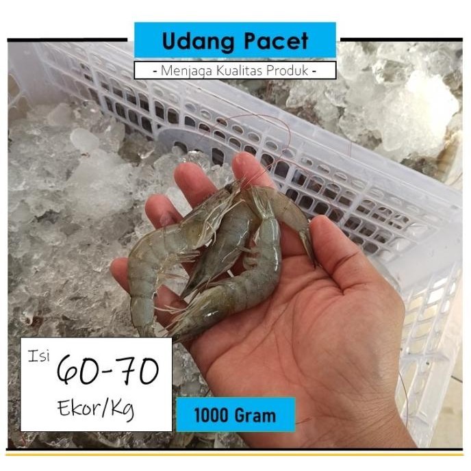 

Udang Vaname | Fresh Murah