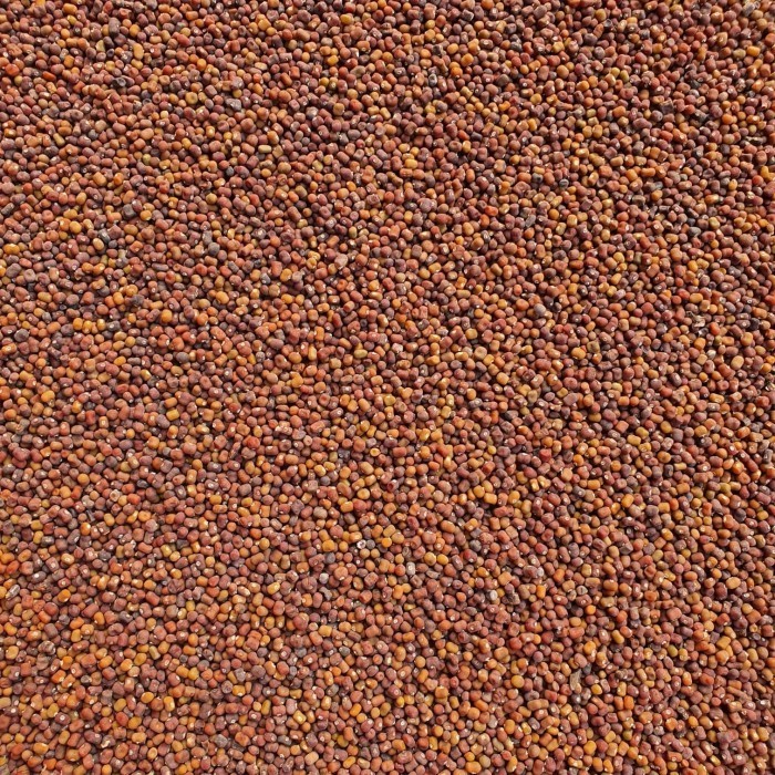 Kacang Pj / Kacangan Pj (Pueraria Javanica)