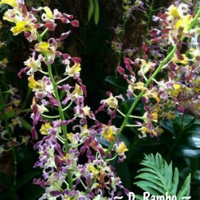 Anggrek Dendrobium Keriting Rambo Kondisi Spike/Knop