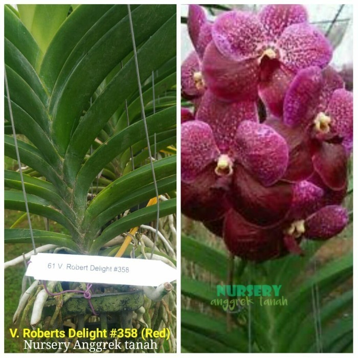 Anggrek Vanda Gantung Hybrid Dewasa
