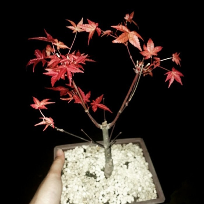 Pohon Maple Jepang Asli