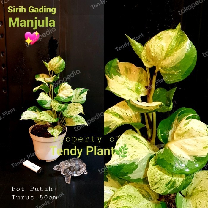 Sirih Gading Manjula ,Pothos Manjula, Sirih Keong.