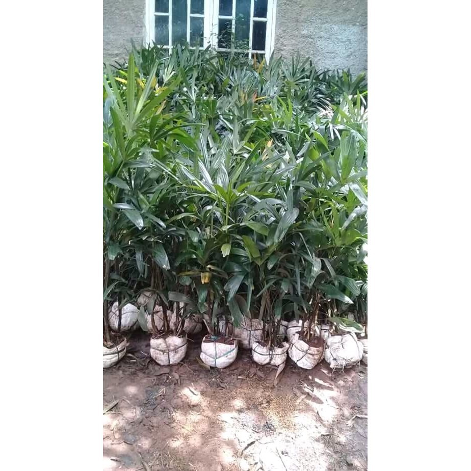 Pohon Palem Waregu/Tanaman Indor /
