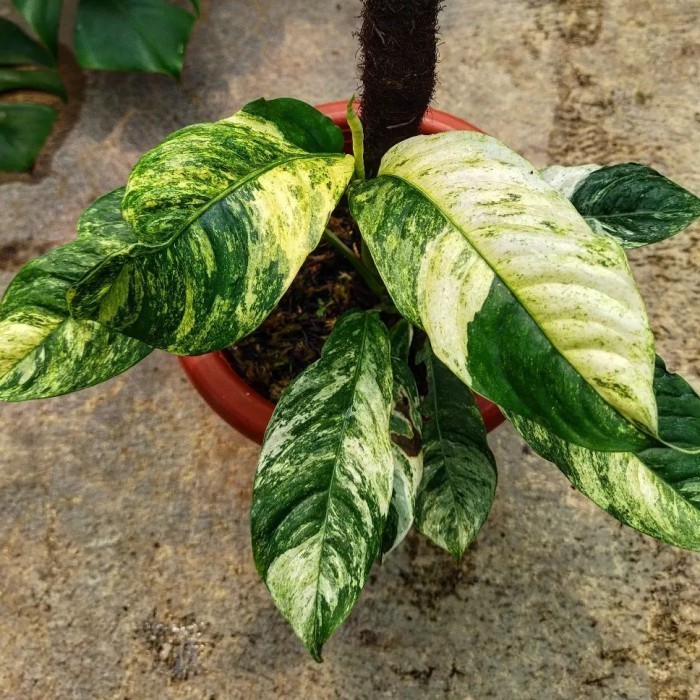 Raphidopora Puberulla Variegata / Puberulla Varigata