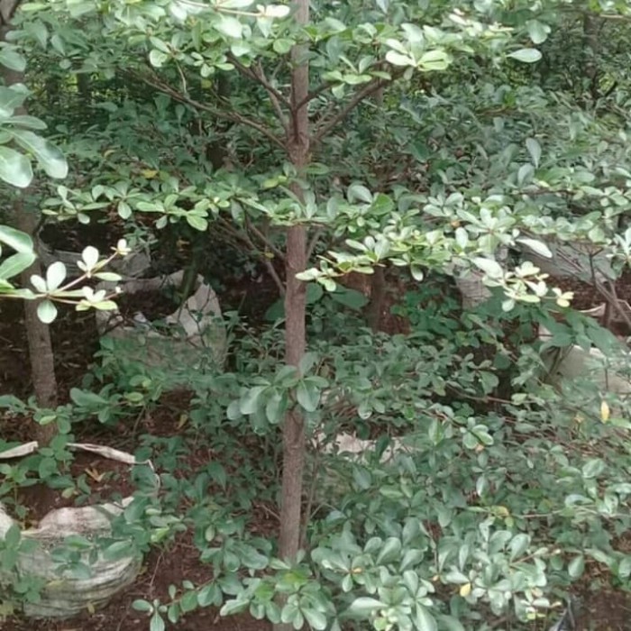 Pohon Ketapang Kencana 2 Meter