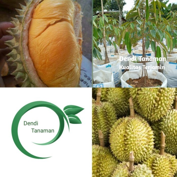 Bibit Pohon Durian Ochee Duri Hitam Kaki 3 1 Meter / Durian Okulasi